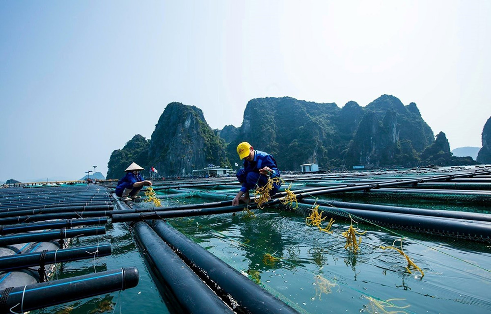 Nghành Thủy Sản Tại Hải Phòng